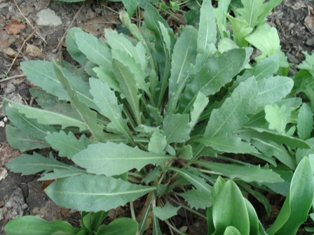   (Gaillardia grandiflora).