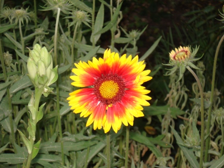   (Gaillardia grandiflora).