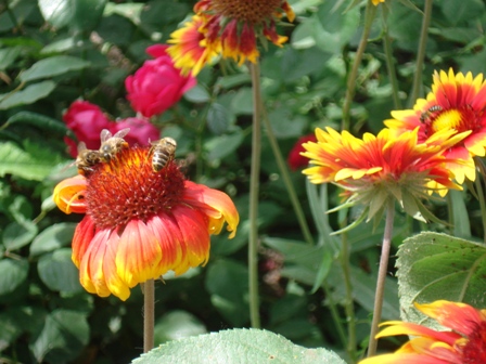   (Gaillardia grandiflora).