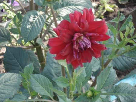  (Dahlia)