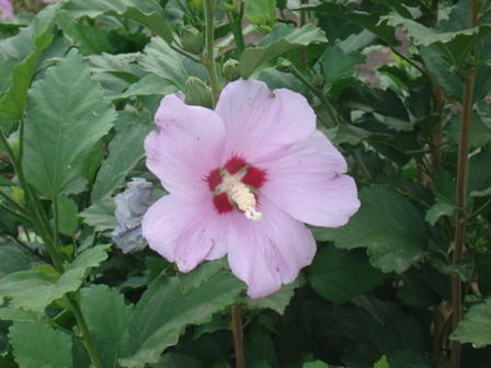   (Hibiscus syriacus),  ,  