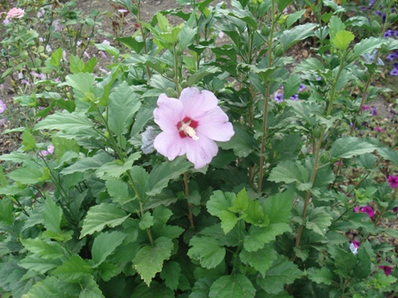   (Hibiscus syriacus),  ,  