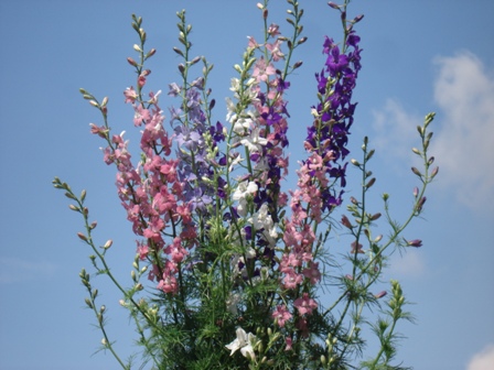 , , , ,  (Delphinium), 