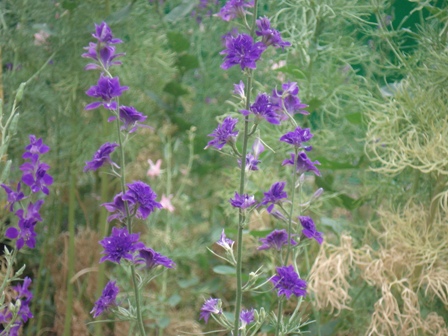 , , , ,  (Delphinium), 