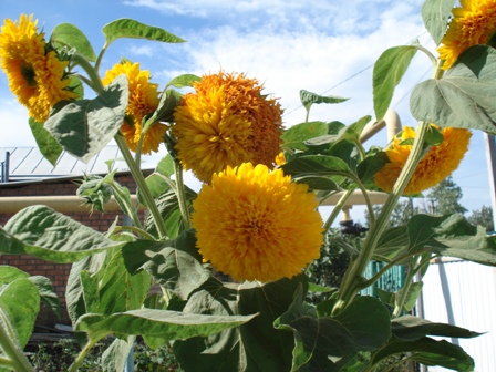   (Helianthus),  