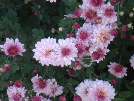  () Chrysanthemum)