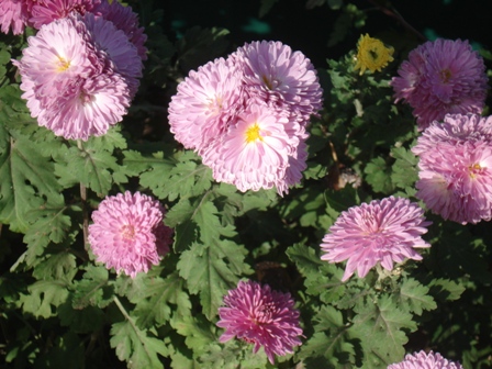  () Chrysanthemum)