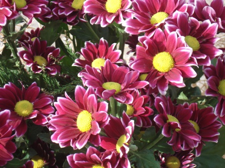  () Chrysanthemum)