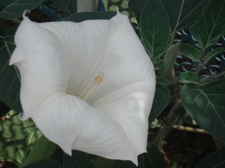   (Durman feower),  (Datura)