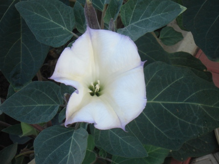   (Durman feower),  (Datura)