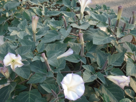   (Durman feower),  (Datura)