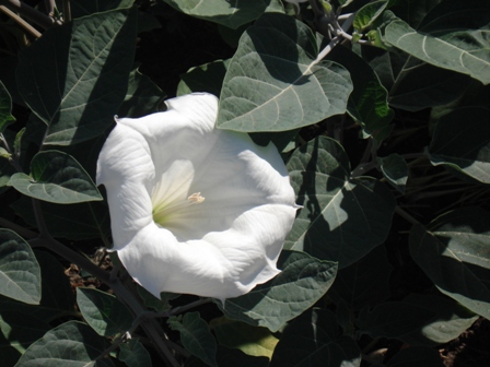   (Durman feower),  (Datura)