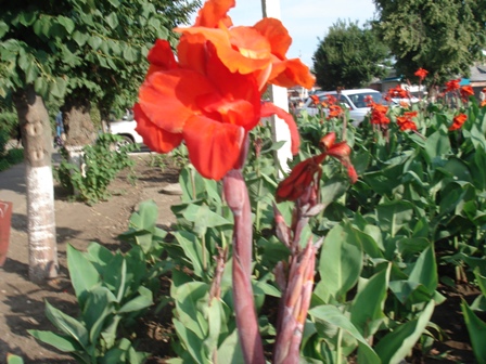 ,   (Canna generalis)