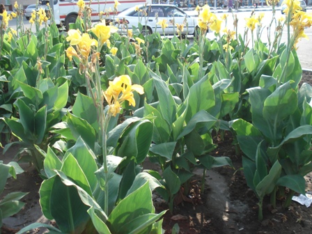 ,   (Canna generalis)