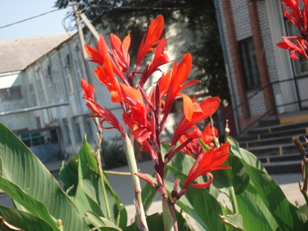 ,   (Canna generalis)