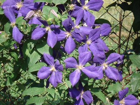  (Clematis), 