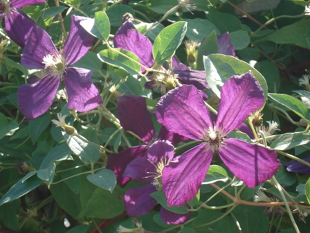  (Clematis), 