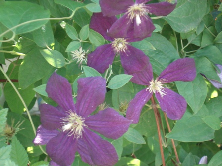  (Clematis), 