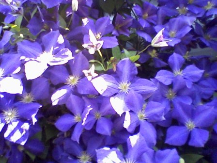  (Clematis), 