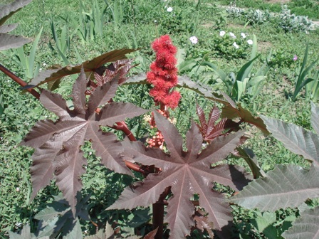   (Ricinus communis),  ,  ,  