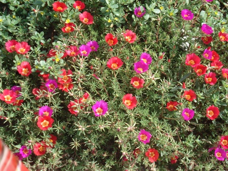 ,   (Portulaca grandiflora)