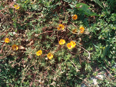 ,   (Portulaca grandiflora)