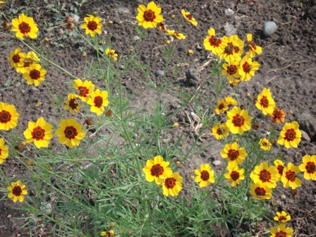  (Coreopsis Lanceolata), ,  ,  