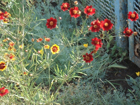   (Coreopsis Lanceolata), ,  ,  
