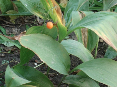   (Convallaria majalis)