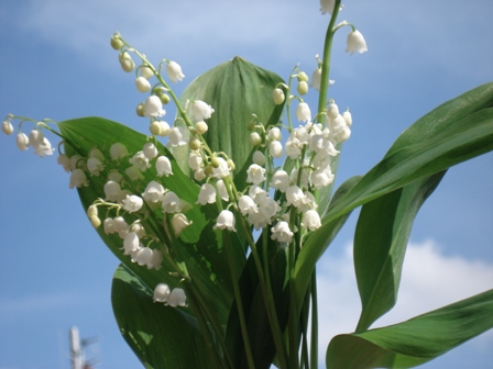   (Convallaria majalis)