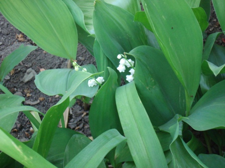   (Convallaria majalis)