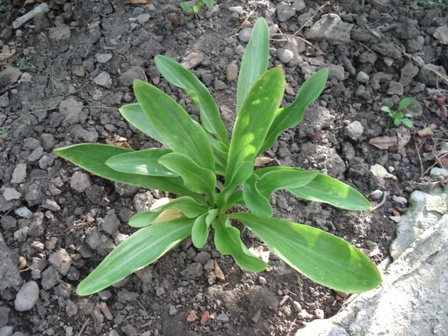 Лилия белая (Lilium candidum), лилия белоснежная