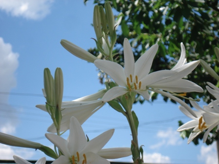 Лилия белая (Lilium candidum), лилия белоснежная