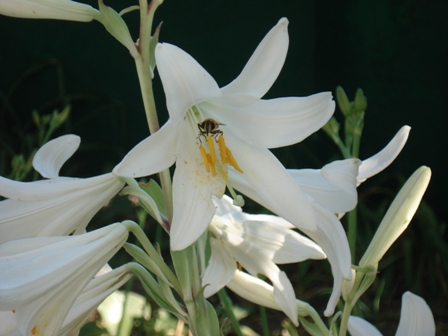 Лилия белая (Lilium candidum), лилия белоснежная