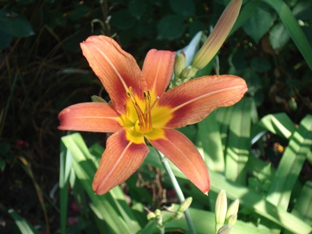  ,   (Lilium cordelia) (),  .