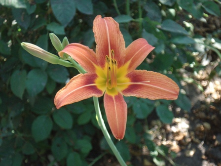  ,   (Lilium cordelia) (),  .