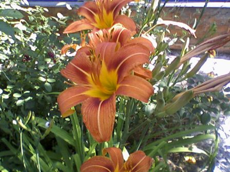  ,   (Lilium cordelia) (),  .