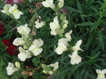  ,   (Antirrhinum majus)