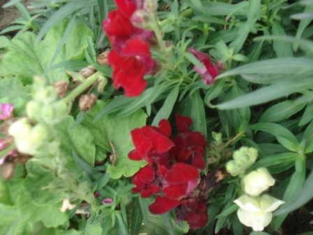  ,   (Antirrhinum majus)