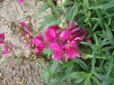  ,   (Antirrhinum majus)