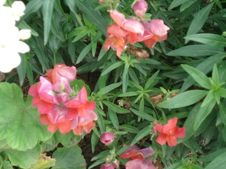  ,   (Antirrhinum majus)