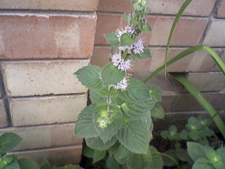   (Mentha piperita),  ,  .