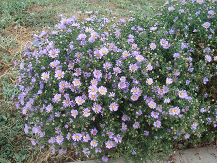   (Aster novibelgii), , .