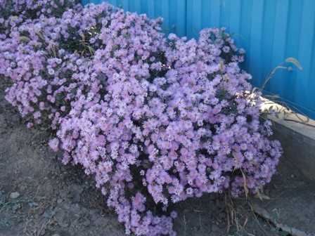   (Aster novibelgii), , .