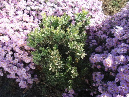   (Aster novibelgii), , .