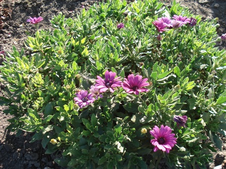  (Osteospermum),   (Osteospermum ecklonis)