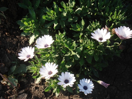  (Osteospermum),   (Osteospermum ecklonis)