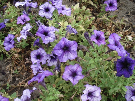  (Petunia),   (Petunia hybrida).