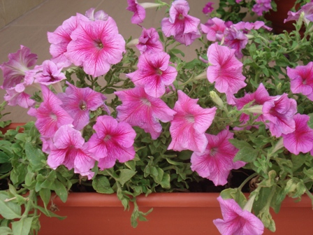  (Petunia),   (Petunia hybrida).