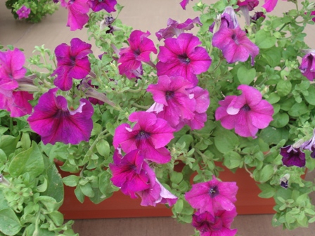  (Petunia),   (Petunia hybrida).